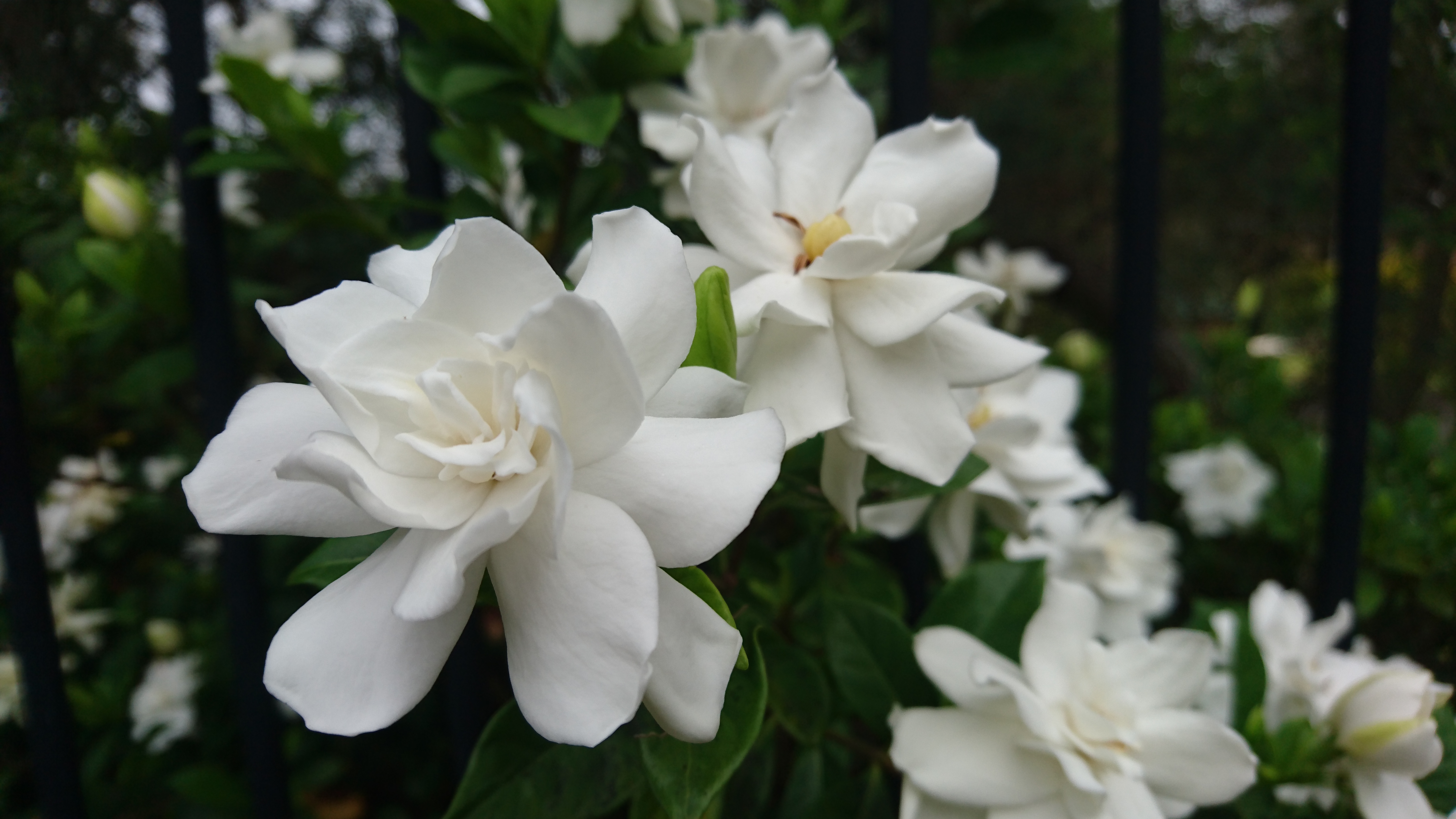 Gardenia Plant